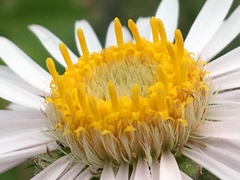 Aster alpinus vierhapperi