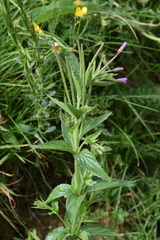 Epilobium alpestre