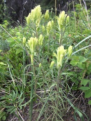 Castilleja pallida yukonis