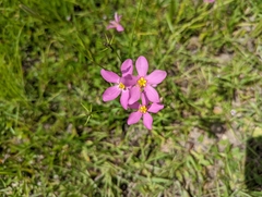 Sabatia grandiflora