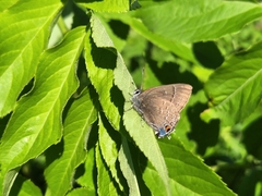 Satyrium calanus