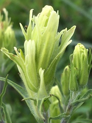 Castilleja pallida yukonis