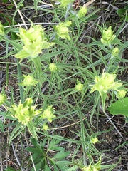 Castilleja pallida yukonis