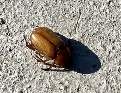 Cyclocephala pasadenae