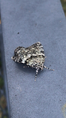 Catocala lineella