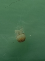 Chrysaora hysoscella