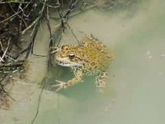 Pelophylax ridibundus