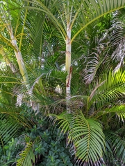 Dypsis lutescens