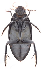 Hydrophilus insularis