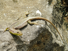 Darevskia rudis