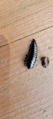 Necrophila americana
