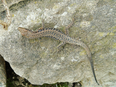 Darevskia rudis