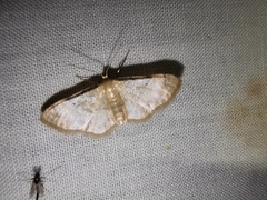 Idaea politaria