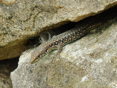 Darevskia rudis