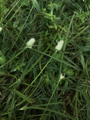 Cyperus sesquiflorus sesquiflorus