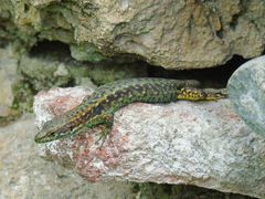 Darevskia rudis