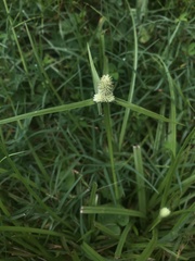 Cyperus sesquiflorus sesquiflorus