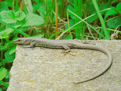Darevskia rudis