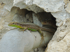 Darevskia rudis