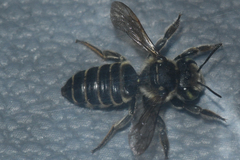 Megachile albitarsis