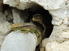 Darevskia rudis