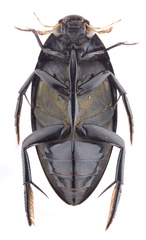 Hydrophilus insularis