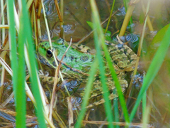 Pelophylax ridibundus