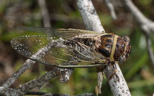Atlantic Saltmarsh Cicada photo 3