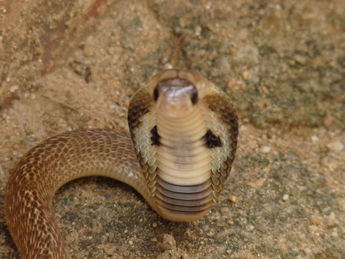 Photo of a Indian Cobra (Naja naja)