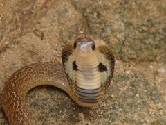 Naja naja