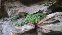 Solidago albopilosa