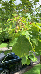 Torminalis glaberrima