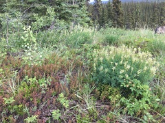 Astragalus williamsii
