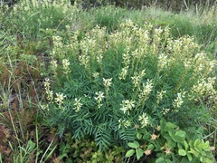 Astragalus williamsii