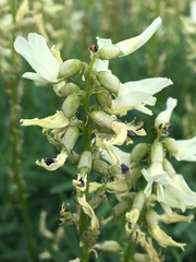 Astragalus williamsii