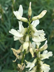 Astragalus williamsii