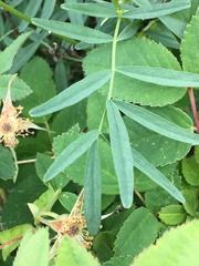 Astragalus williamsii
