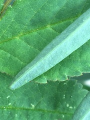 Astragalus williamsii