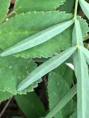 Astragalus williamsii