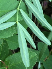 Astragalus williamsii