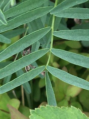 Astragalus williamsii