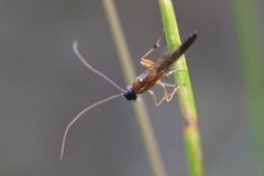 Heterischnus truncator