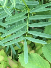 Astragalus williamsii