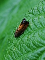 Lathronympha strigana