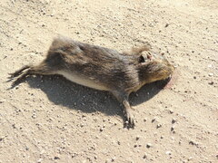 Cavia
