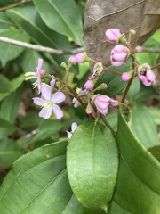 Miconia thomasiana