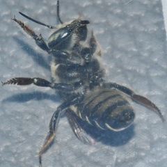 Megachile albitarsis