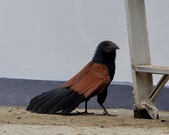 Centropus sinensis parroti