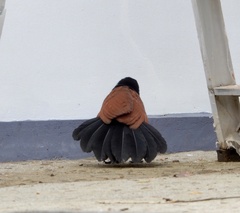 Centropus sinensis parroti