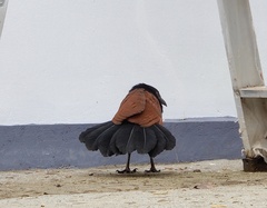 Centropus sinensis parroti